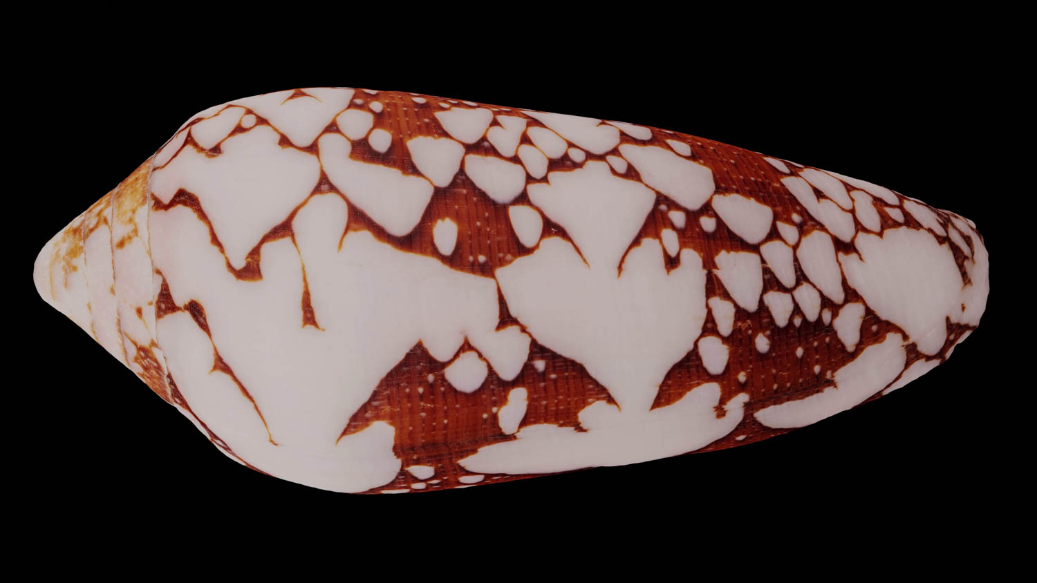 Conus episcopatus